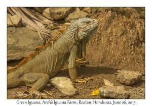 Iguana iguana