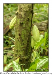 Cacao