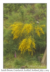 Scotch Broom