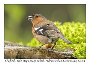 Chaffinch, male