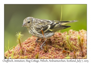 Chaffinch, immature