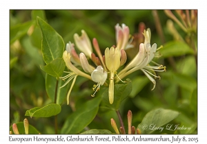 European Honeysuckle