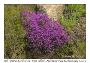 Bell Heather