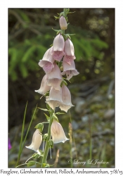 Foxglove