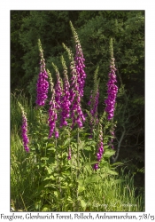 Foxglove