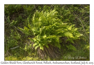 Golden Shield Fern