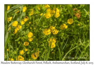 Meadow Buttercup