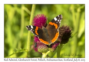 Red Admiral