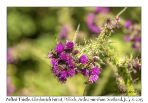 Welted Thistle