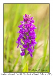 Northern Marsh Orchid