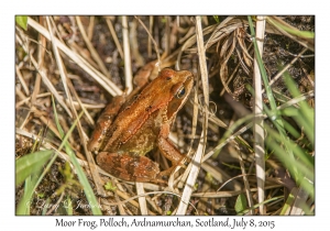 Moor Frog