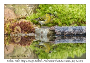 Siskin, male