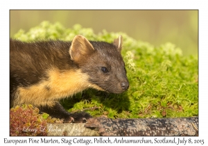 European Pine Marten