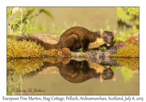 European Pine Marten