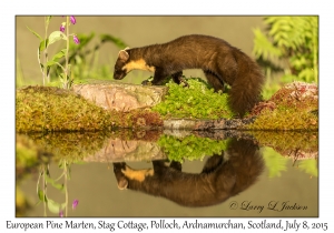 European Pine Marten