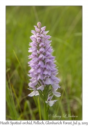 Heath Spotted-orchid