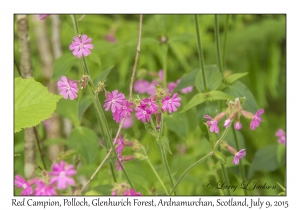 Red Campion