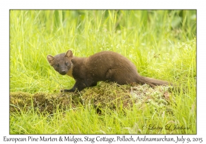 European Pine Marten