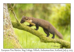 European Pine Marten