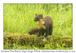 European Pine Marten