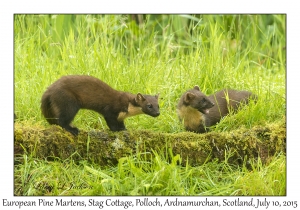European Pine Marten