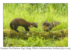 European Pine Marten