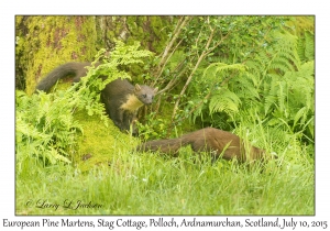 European Pine Martens