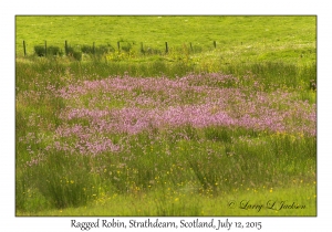 Ragged Robin