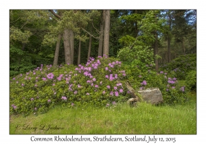 Common Rhododendron