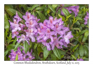 Common Rhododendron