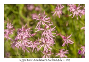 Ragged Robin