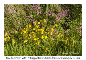 Small Scorpion Vetch & Ragged Robin