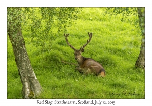 Red Stag