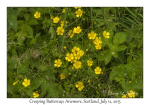 Creeping Buttercup