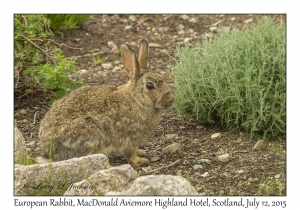 European Rabbit