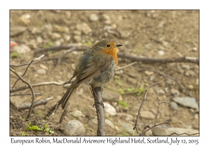 European Robin