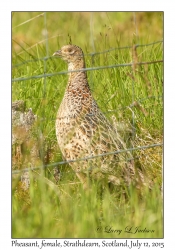 Pheasant, female