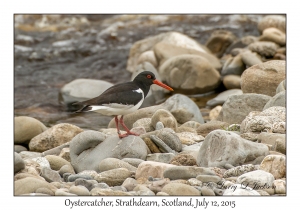 Oystercatcher