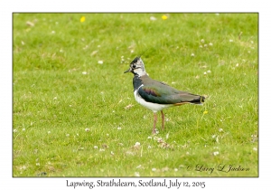 Lapwing