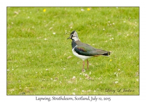 Lapwing