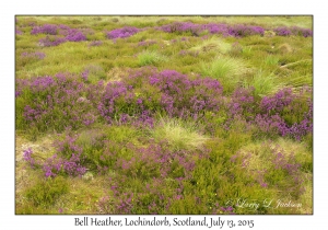 Bell Heather