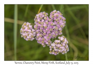 Yarrow