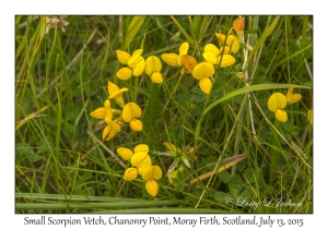 Small Scorpion Vetch