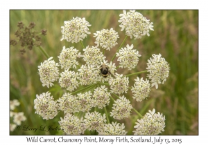 Wild Carrot