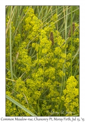 Common Meadow-rue