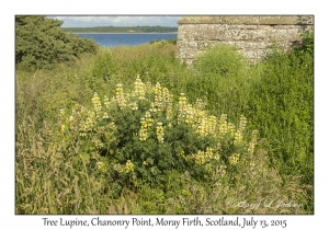 Tree Lupine