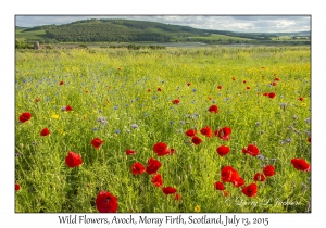 Wild Flowers