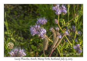 Lacey Phacelia