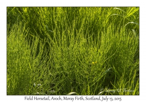 Field Horsetail