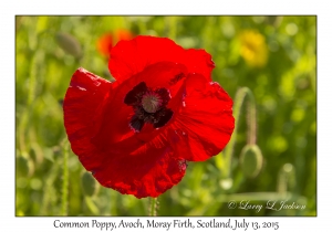 Common Poppy